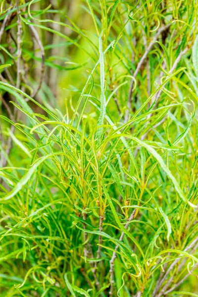Frangula alnus 'Fine Line' struik 150-175 cm