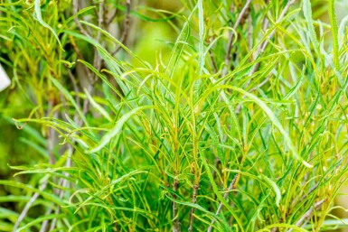 Frangula alnus 'Fine Line' struik 150-175 cm