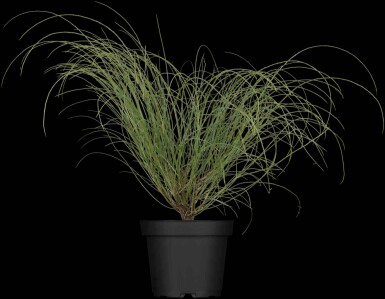 Genista lydia struik 20-30 cm