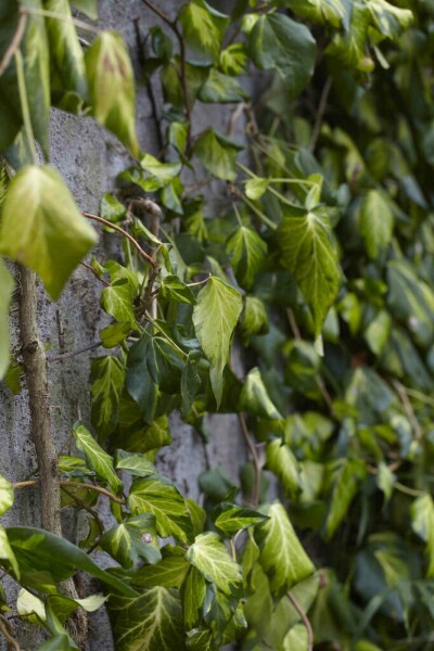 Hedera colchica 'Fall Favourite' struik 30-40 cm