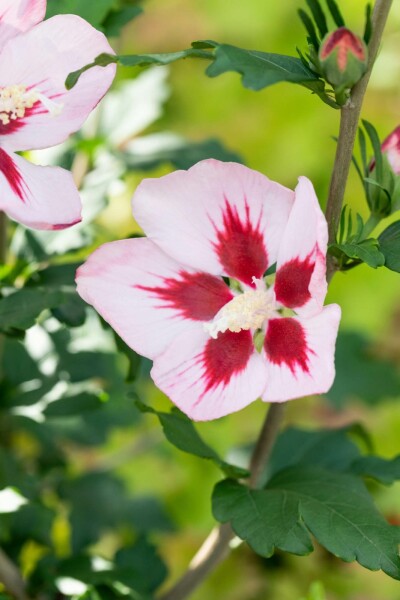 Hibiscus syriacus 'Hamabo' struik 60-80 cm