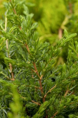 Kruipende jeneverbes Juniperus communis 'Repanda' Pot Juniperus communis 'Repanda' struik