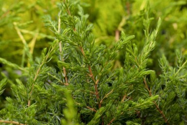 Kruipende jeneverbes Juniperus communis 'Repanda' Pot Juniperus communis 'Repanda' struik