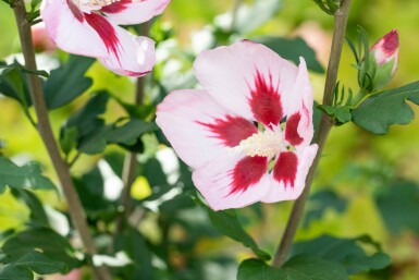 Hibiscus syriacus 'Hamabo' struik 80-100 cm