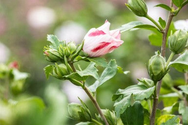 Hibiscus syriacus 'Hamabo' struik 80-100 cm