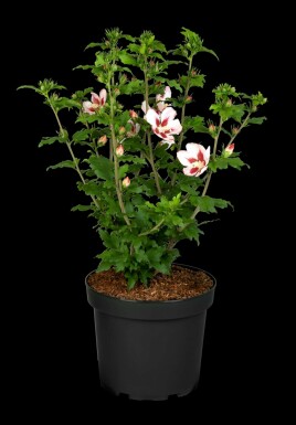Hibiscus syriacus 'Hamabo' struik 80-100 cm