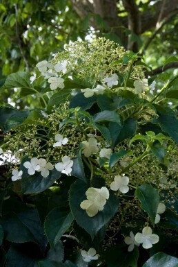 Hydrangea anomala subsp. petiolaris struik 80-100 cm