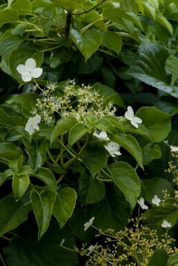Hydrangea anomala subsp. petiolaris struik 100-125 cm