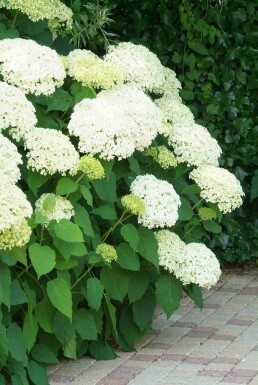 Hortensia Hydrangea arborescens 'Annabelle' struik 60-80 C5 Hydrangea arborescens 'Annabelle' struik 60-80 cm