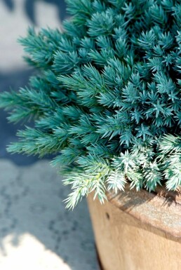 Jeneverbes Juniperus squamata 'Blue Star' Pot Juniperus squamata 'Blue Star'