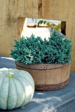 Jeneverbes Juniperus squamata 'Blue Star' Pot Juniperus squamata 'Blue Star'