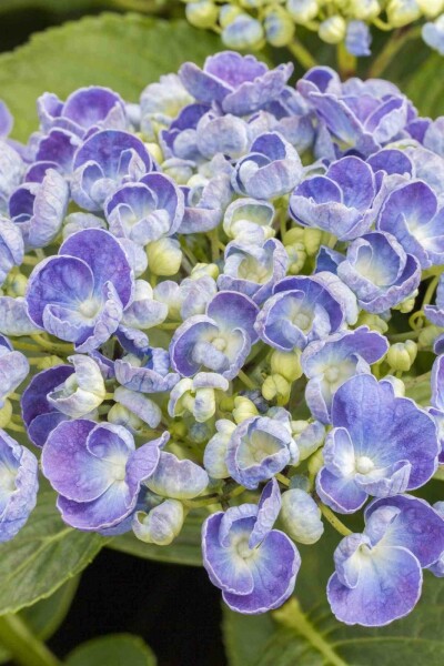 Hydrangea macrophylla 'Ayesha' struik 40-60 cm