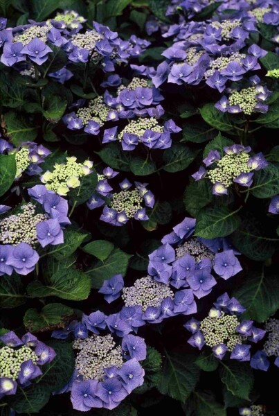 Hydrangea macrophylla 'Blaumeise' struik 60-80 cm