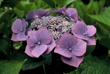 Hydrangea macrophylla 'Blaumeise' struik 60-80 cm