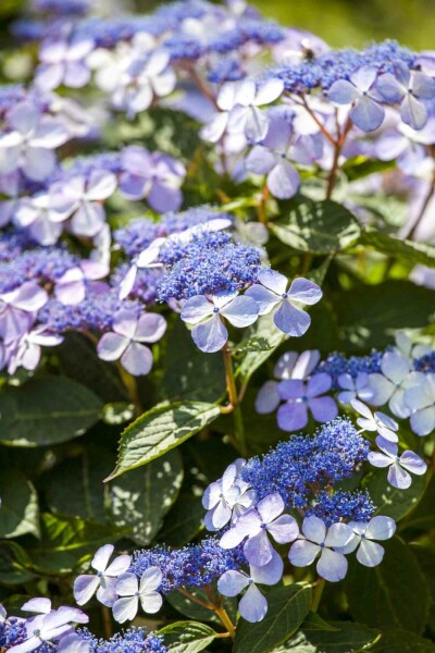 Hydrangea macrophylla 'Bodensee' struik 30-40 cm