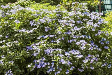 Hydrangea macrophylla 'Bodensee' struik 40-60 cm