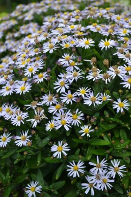 Zomeraster Kalimeris incisa 'Nana Blue' Pot Kalimeris incisa 'Nana Blue'