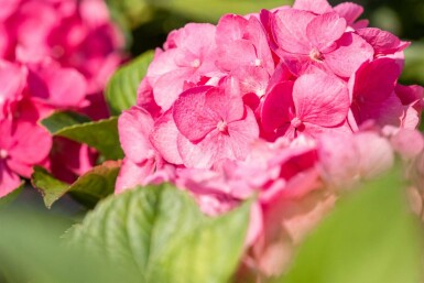 Hydrangea macrophylla 'Bouquet Rose' struik 80-100 cm