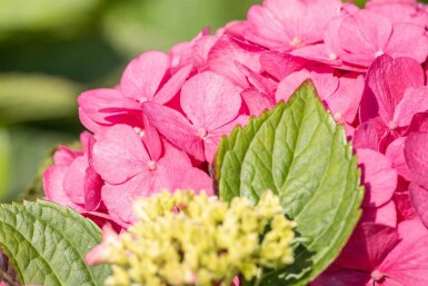 Hydrangea macrophylla 'Bouquet Rose' struik 80-100 cm