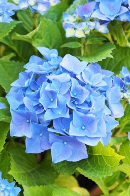 Hortensia Hydrangea macrophylla 'Nikko Blue' struik 60-80 C7,5 Hydrangea macrophylla 'Nikko Blue' struik 60-80 cm