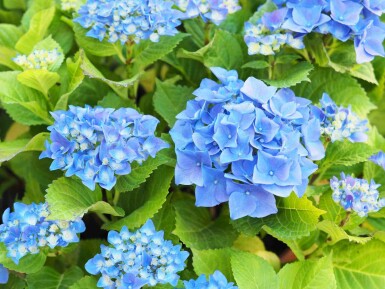 Hortensia Hydrangea macrophylla 'Nikko Blue' struik 60-80 C7,5 Hydrangea macrophylla 'Nikko Blue' struik 60-80 cm
