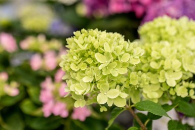 Pluimhortensia Hydrangea paniculata 'Limelight' struik 40-50 C5 Hydrangea paniculata 'Limelight' struik 40-50 cm