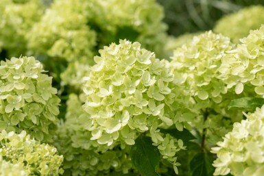 Pluimhortensia Hydrangea paniculata 'Limelight' struik 40-50 C5 Hydrangea paniculata 'Limelight' struik 40-50 cm