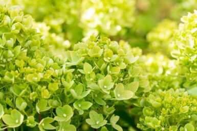 Pluimhortensia Hydrangea paniculata 'Limelight' struik 40-50 C5 Hydrangea paniculata 'Limelight' struik 40-50 cm