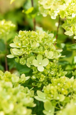 Pluimhortensia Hydrangea paniculata 'Limelight' struik 40-50 C5 Hydrangea paniculata 'Limelight' struik 40-50 cm