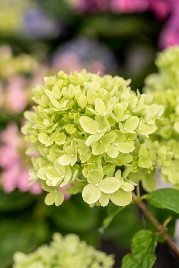 Pluimhortensia Hydrangea paniculata 'Limelight' struik 50-60 C7,5 Hydrangea paniculata 'Limelight' struik 50-60 cm