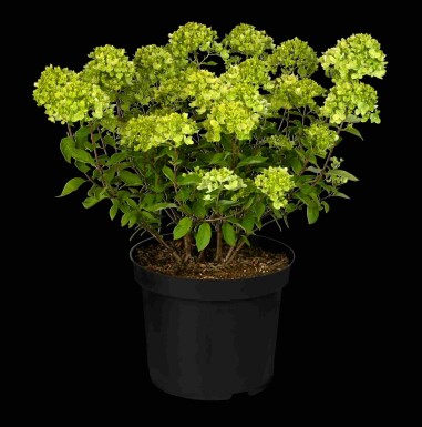 Pluimhortensia Hydrangea paniculata 'Limelight' struik 50-60 C7,5 Hydrangea paniculata 'Limelight' struik 50-60 cm