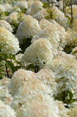 Pluimhortensia Hydrangea paniculata 'Phantom' struik 60-80 C5 Hydrangea paniculata 'Phantom' struik 60-80 cm
