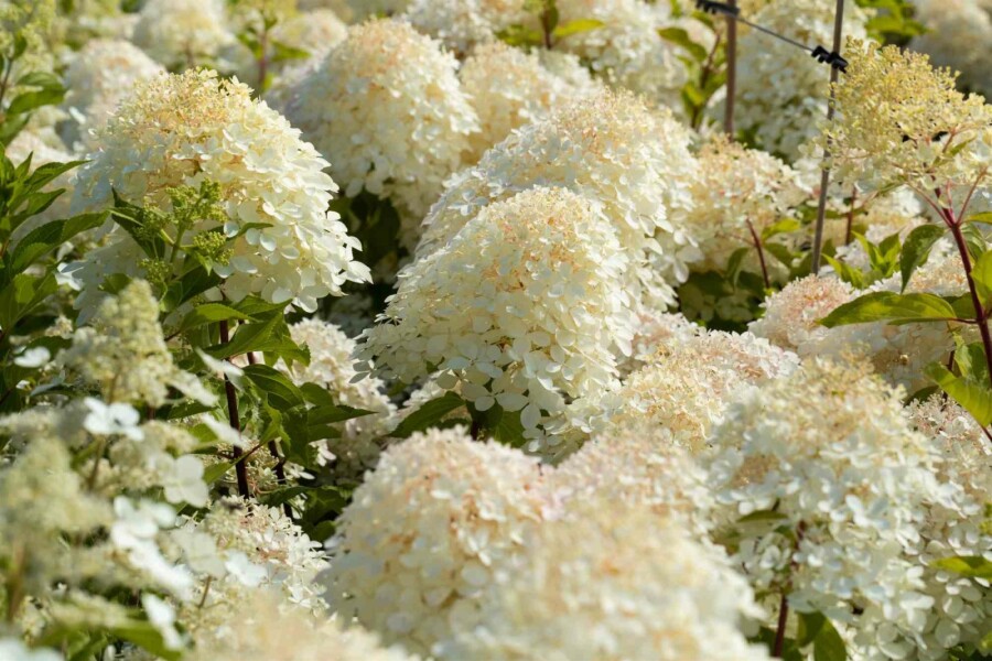 Pluimhortensia Hydrangea paniculata 'Phantom' struik 60-80 C5 Hydrangea paniculata 'Phantom' struik 60-80 cm