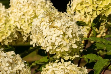 Hydrangea paniculata 'Phantom' struik 60-80 cm