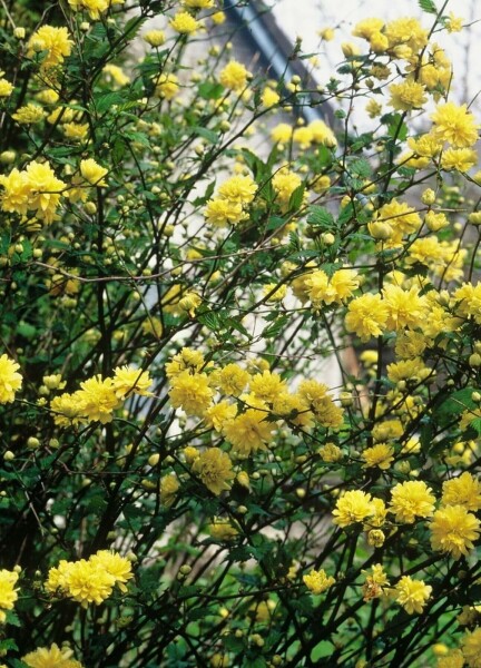 Kerria japonica 'Pleniflora' C2 30-40