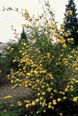 Ranonkelstruik Kerria Japonica 'Pleniflora' Pot Kerria japonica 'Pleniflora' struik