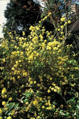 Kerria japonica 'Pleniflora' C2 30-40