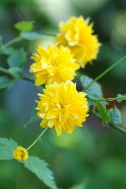 Kerria japonica 'Pleniflora' C2 30-40