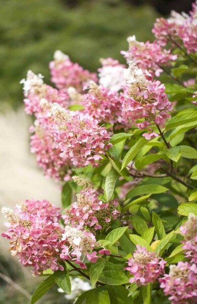 Hydrangea paniculata 'Pinky Winky' struik 30-40 cm