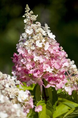 Hydrangea paniculata 'Pinky Winky' struik 30-40 cm