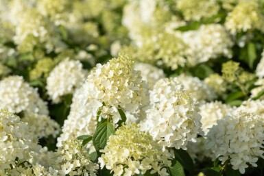 Hydrangea paniculata 'Skyfall' struik 30-40 cm