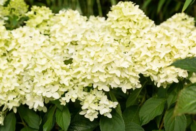 Hydrangea paniculata 'Skyfall' struik 30-40 cm