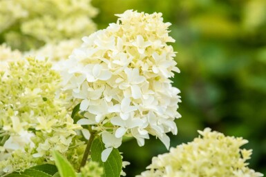 Hydrangea paniculata 'Skyfall' struik 30-40 cm