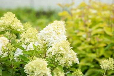 Hydrangea paniculata 'Skyfall' struik 40-50 cm