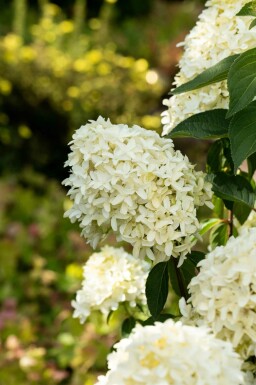 Hydrangea paniculata 'Skyfall' struik 60-80 cm