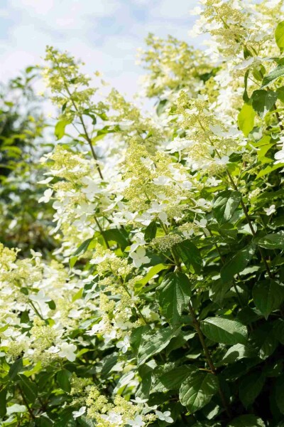 Hydrangea paniculata 'Vanille Fraise' struik 40-60 cm