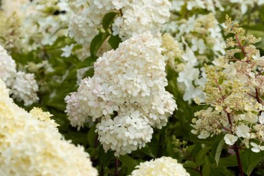 Hydrangea paniculata 'Vanille Fraise' struik 40-60 cm