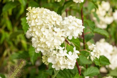 Hydrangea paniculata 'Vanille Fraise' struik 40-60 cm