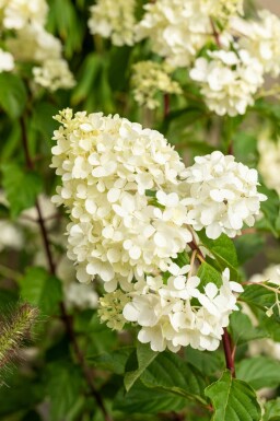 Hydrangea paniculata 'Vanille Fraise' struik 60-80 cm