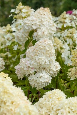 Hydrangea paniculata 'Vanille Fraise' struik 80-100 cm